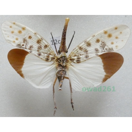 Pyrops astarte (Distant, 1914) Thailand12c